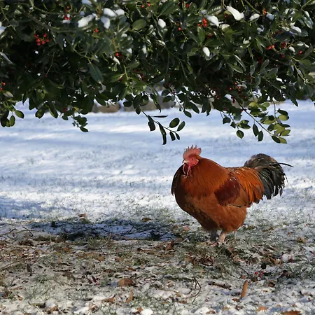 Ny Kirstineberg Gods Casa vacanze *